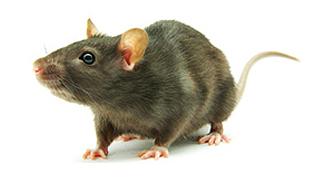 Rodent Control Sydney - PNP Pest Control - Phone: 1300 296 964