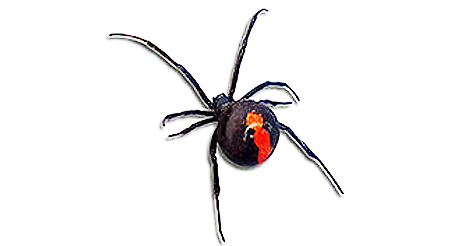 Spider Pest Control Sydney - Pnp Pest Control - 1300 296 964